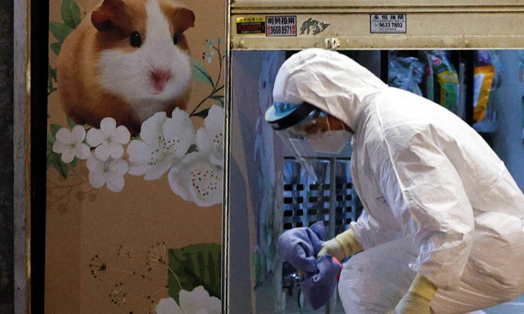 Hong Kong health workers collect pet hamsters to be euthanized, after 11 were found infected with COVID