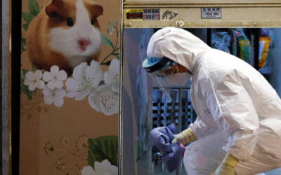 Hong Kong health workers collect pet hamsters to be euthanized, after 11 were found infected with COVID